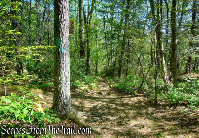 Pine Knob Loop Trail