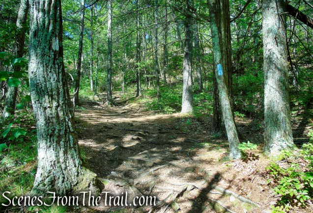 Pine Knob Loop Trail/AT