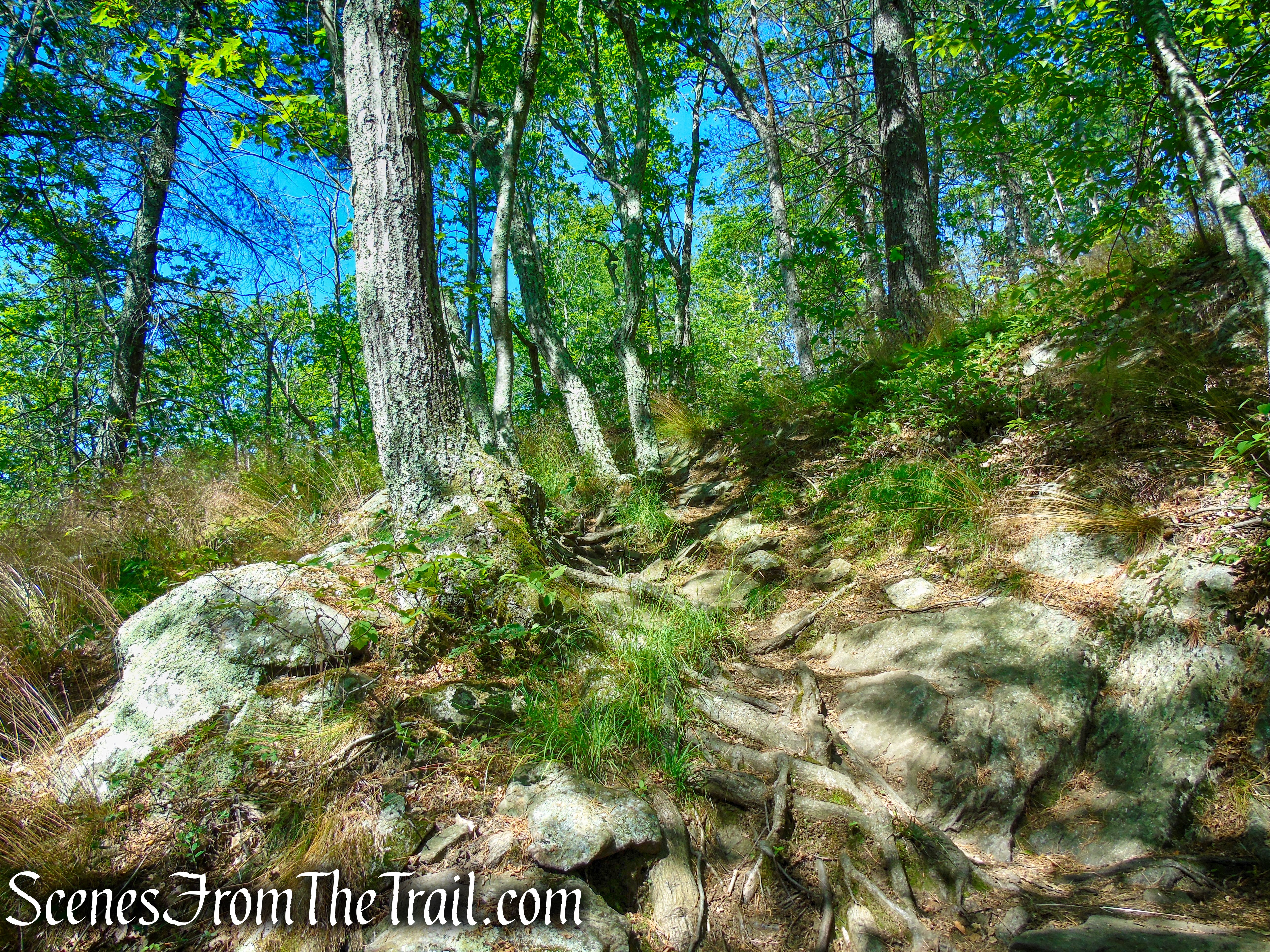Pine Knob Loop Trail/AT