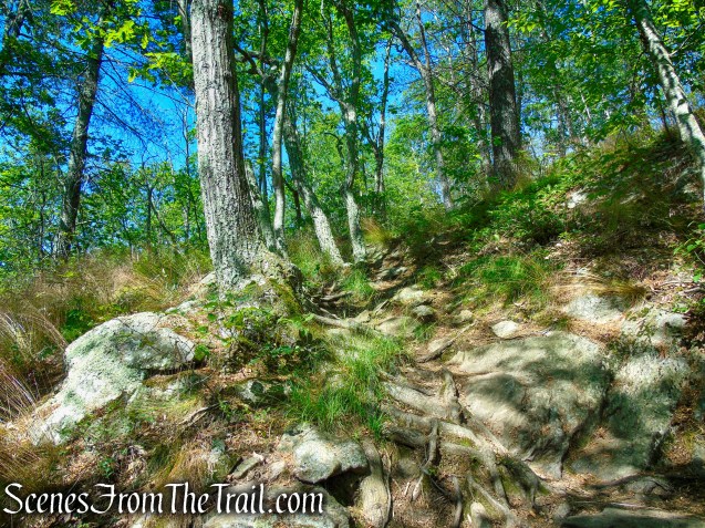Pine Knob Loop Trail/AT