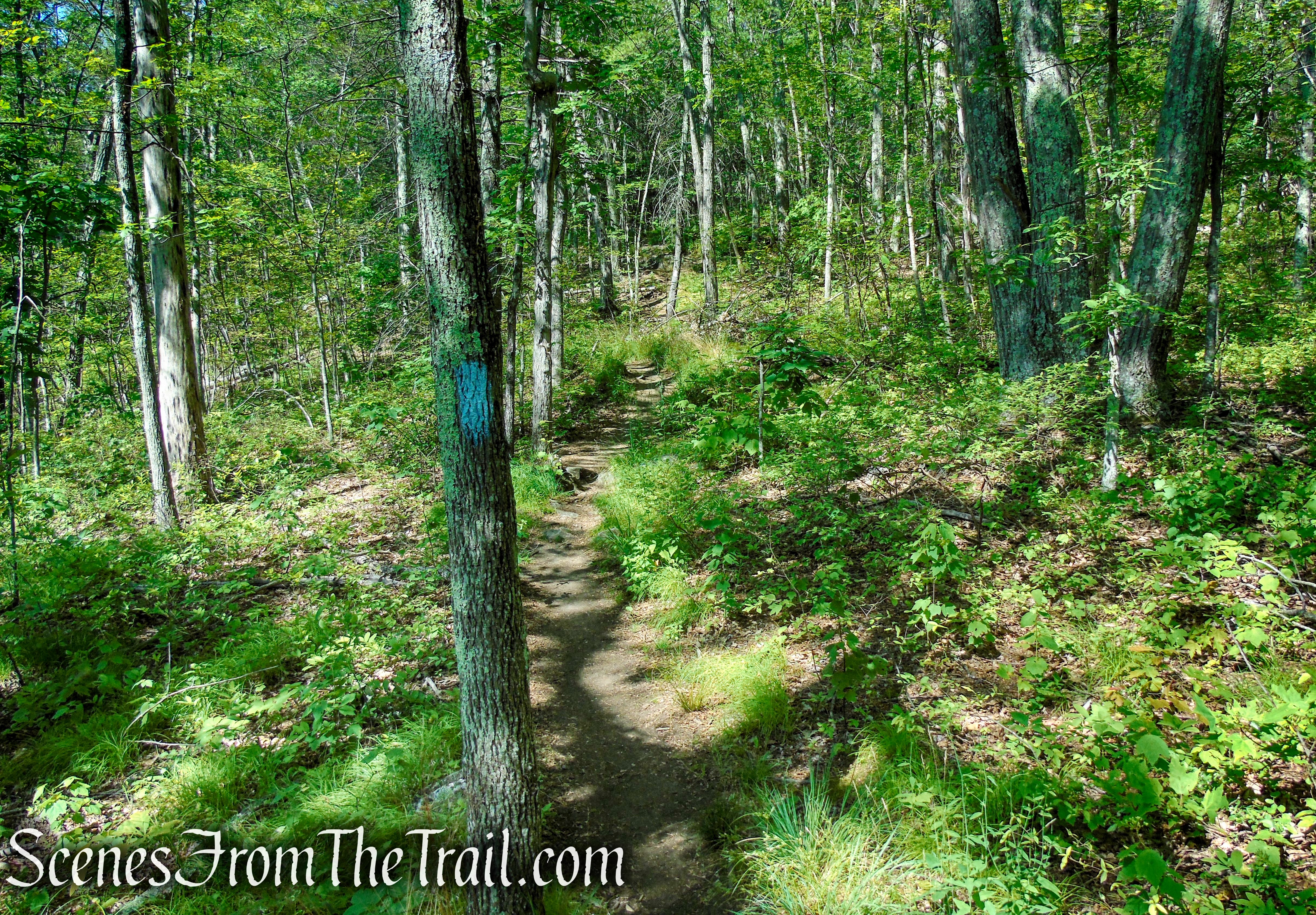 Pine Knob Loop Trail/AT