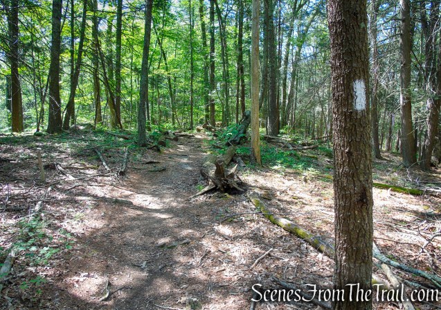 Pine Knob Loop Trail/AT