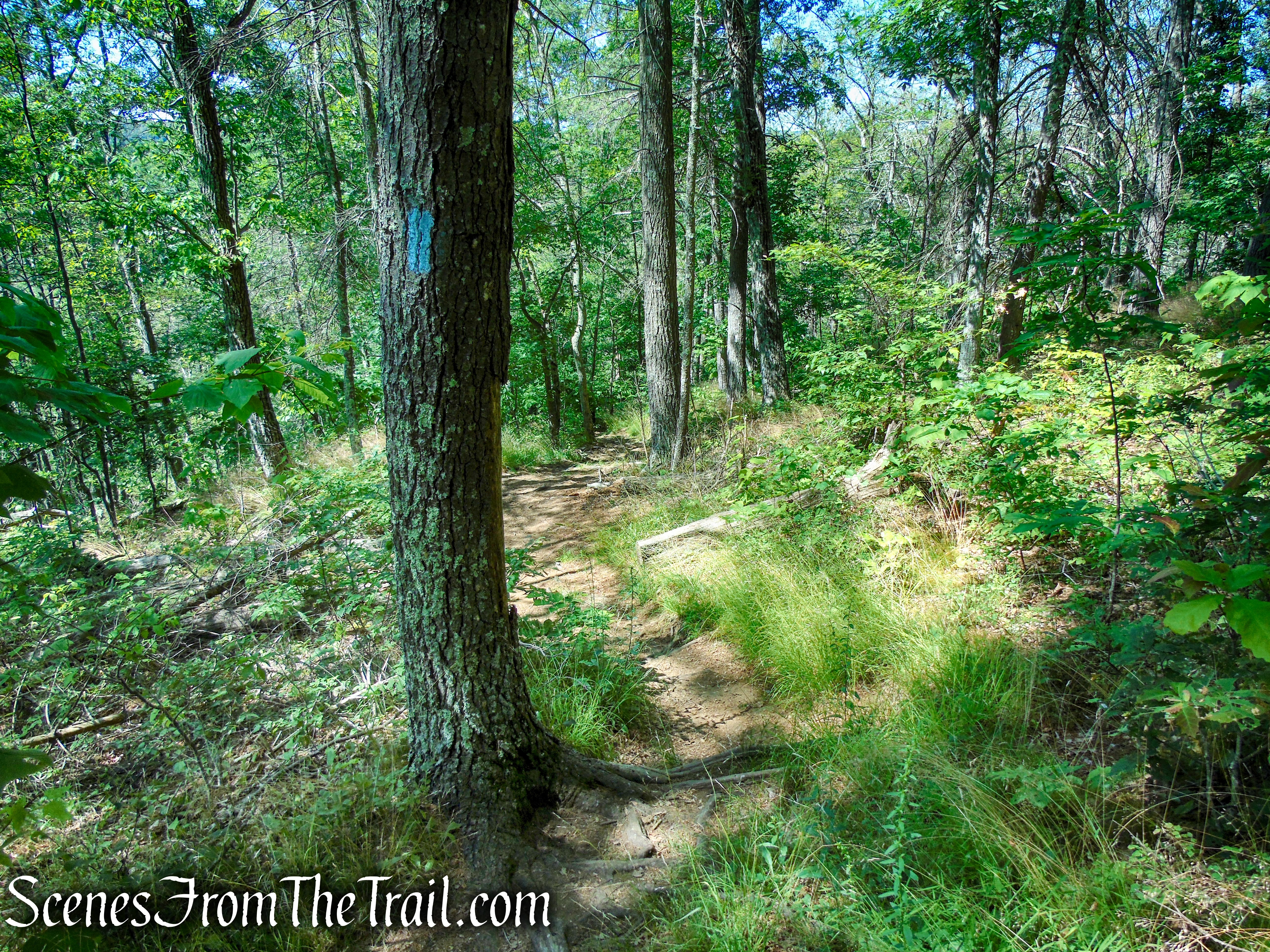 Pine Knob Loop Trail/AT