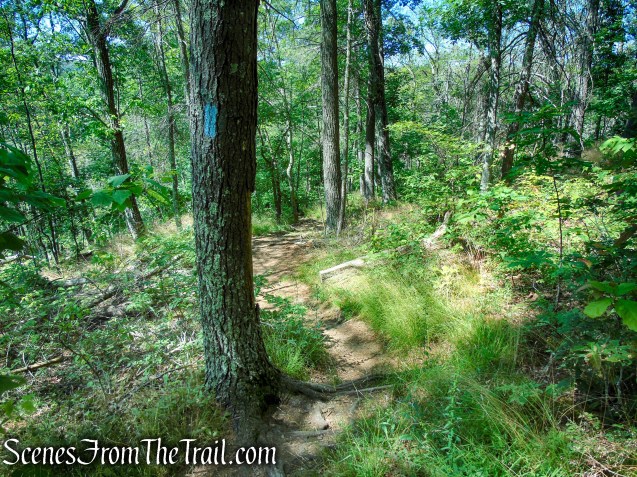 Pine Knob Loop Trail/AT