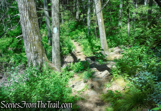 Pine Knob Loop Trail/AT