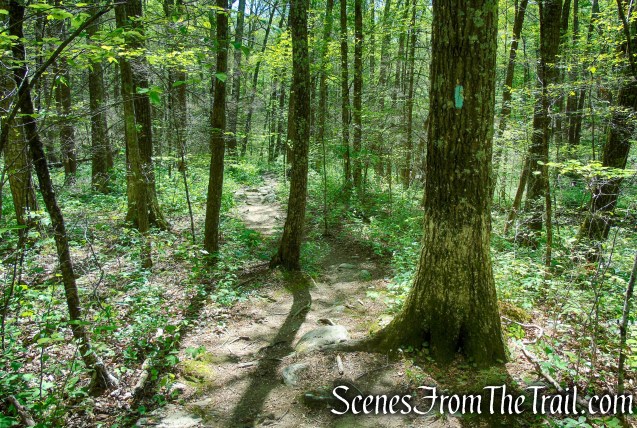 Pine Knob Loop Trail