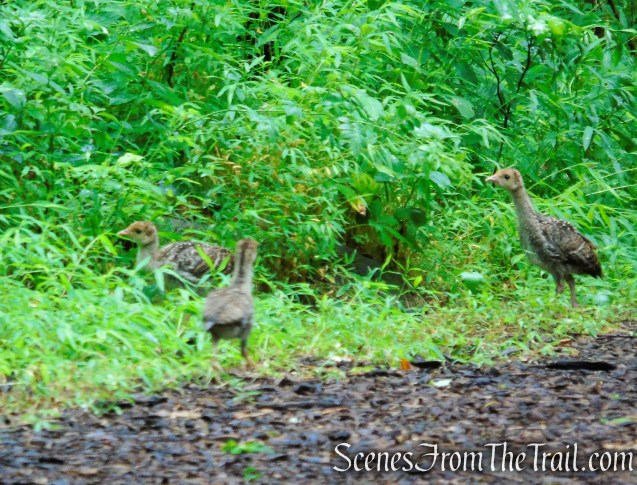 Bridle Path - Kennedy Dells County Park