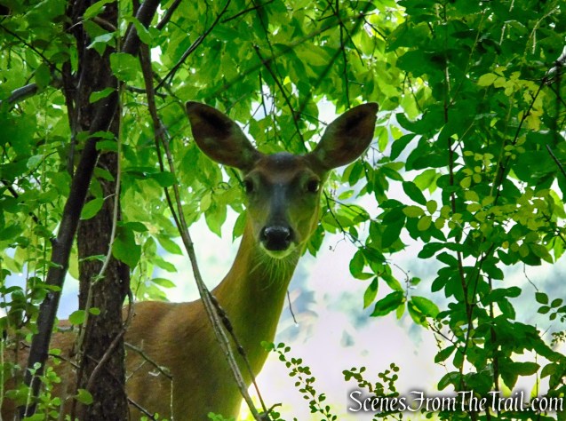 Bridle Path - Kennedy Dells County Park