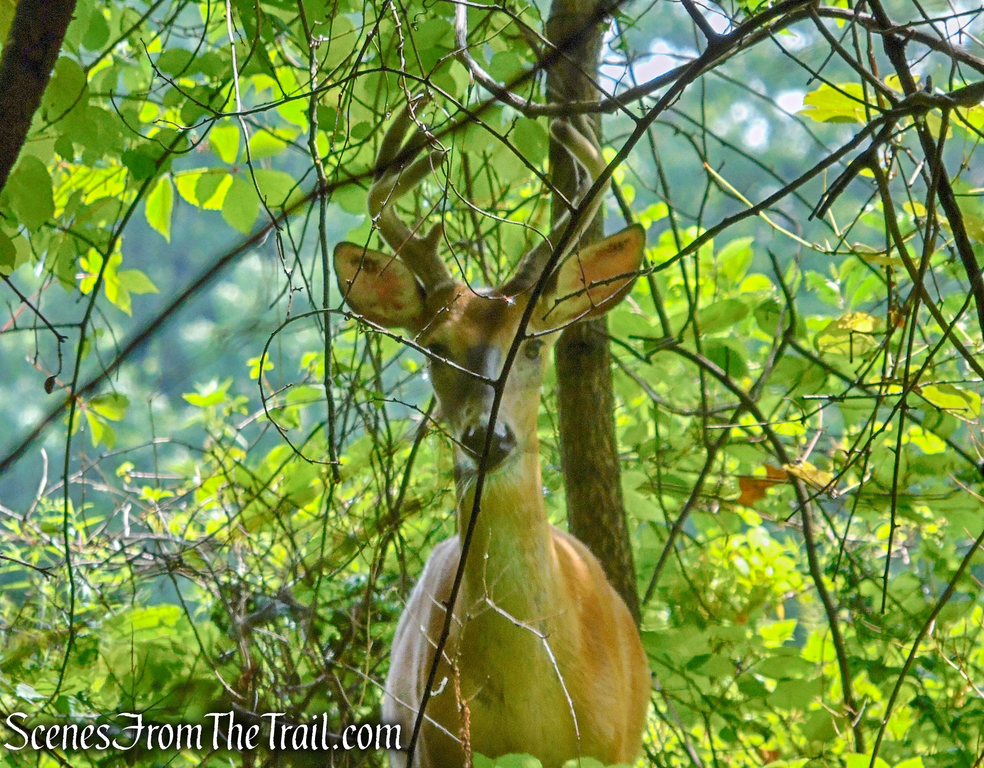 Buck on the Fitness Trail - Kennedy Dells County Park