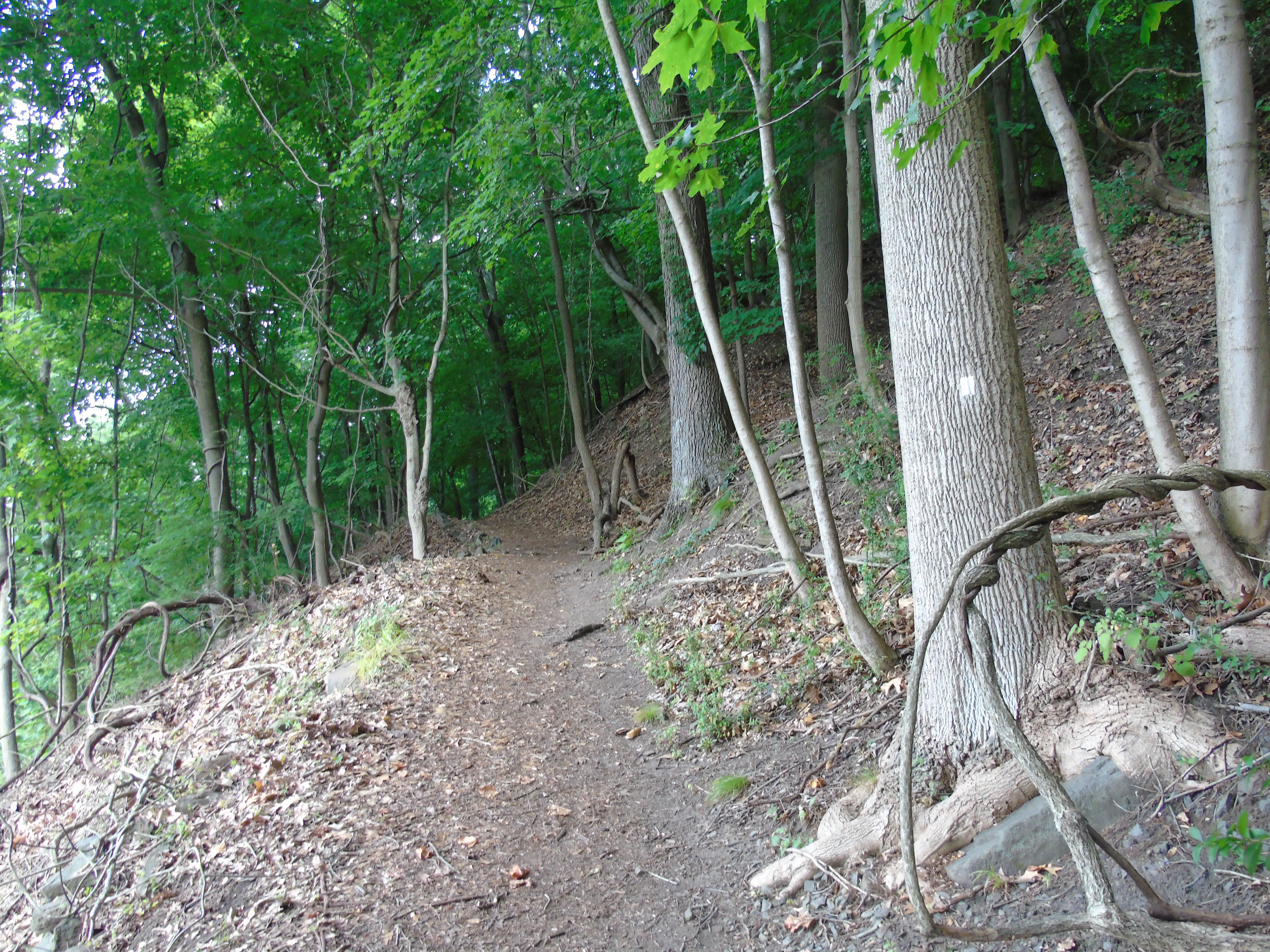 Upper Nyack Trail - Nyack Beach State Park