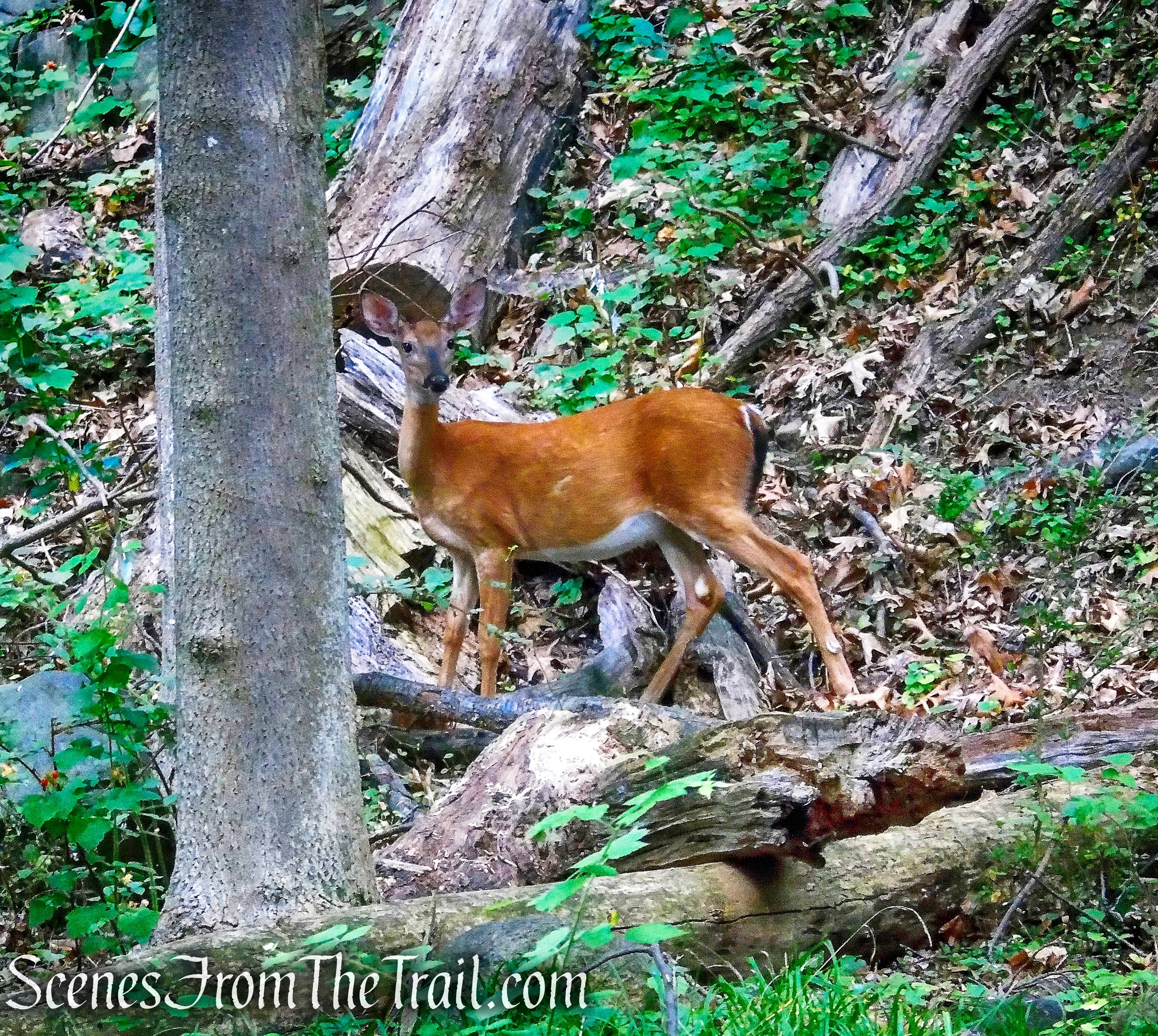 Upper Nyack Trail - Nyack Beach State Park