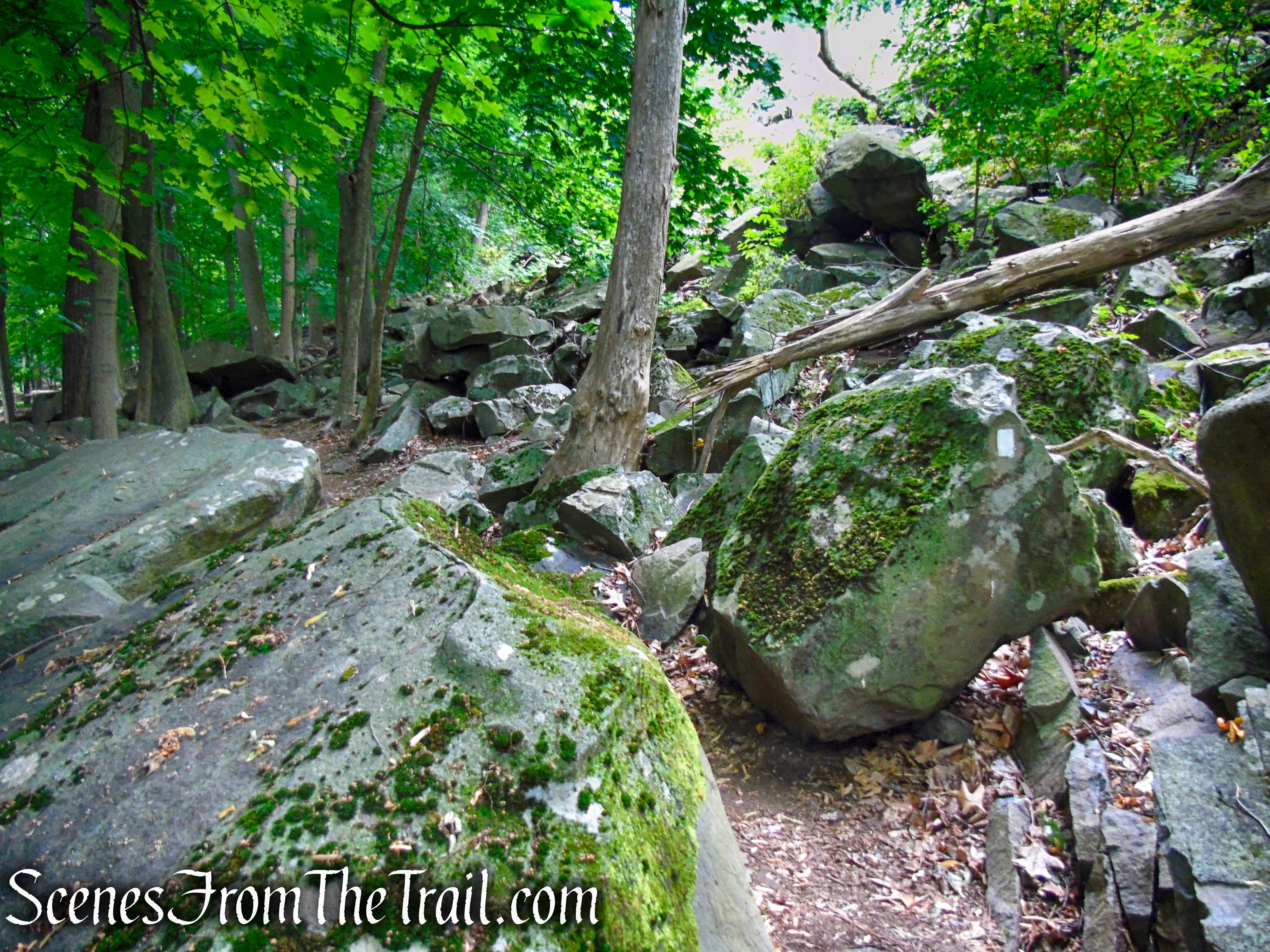 Upper Nyack Trail - Nyack Beach State Park