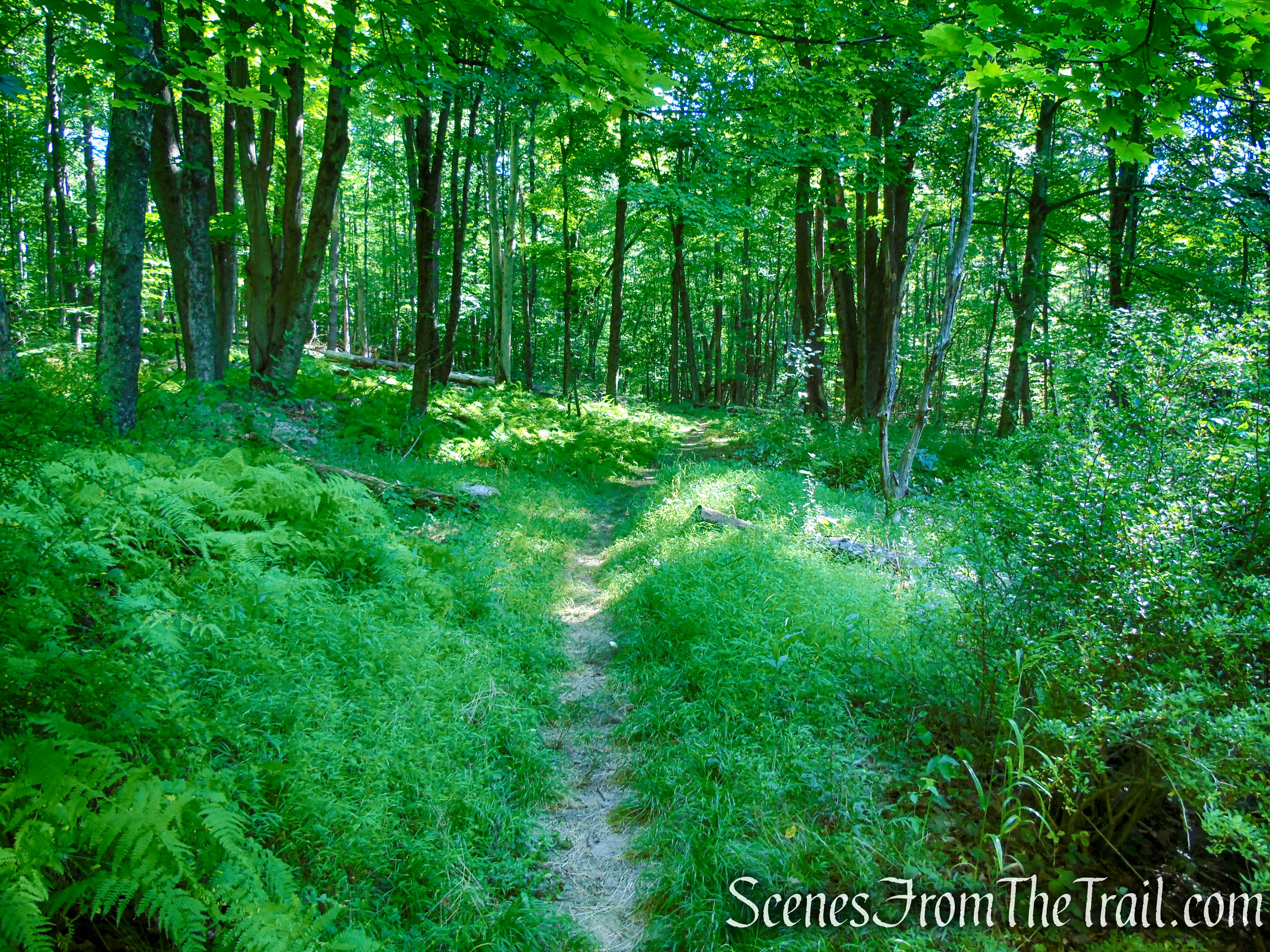 Stony Brook Trail - Stokes State Forest