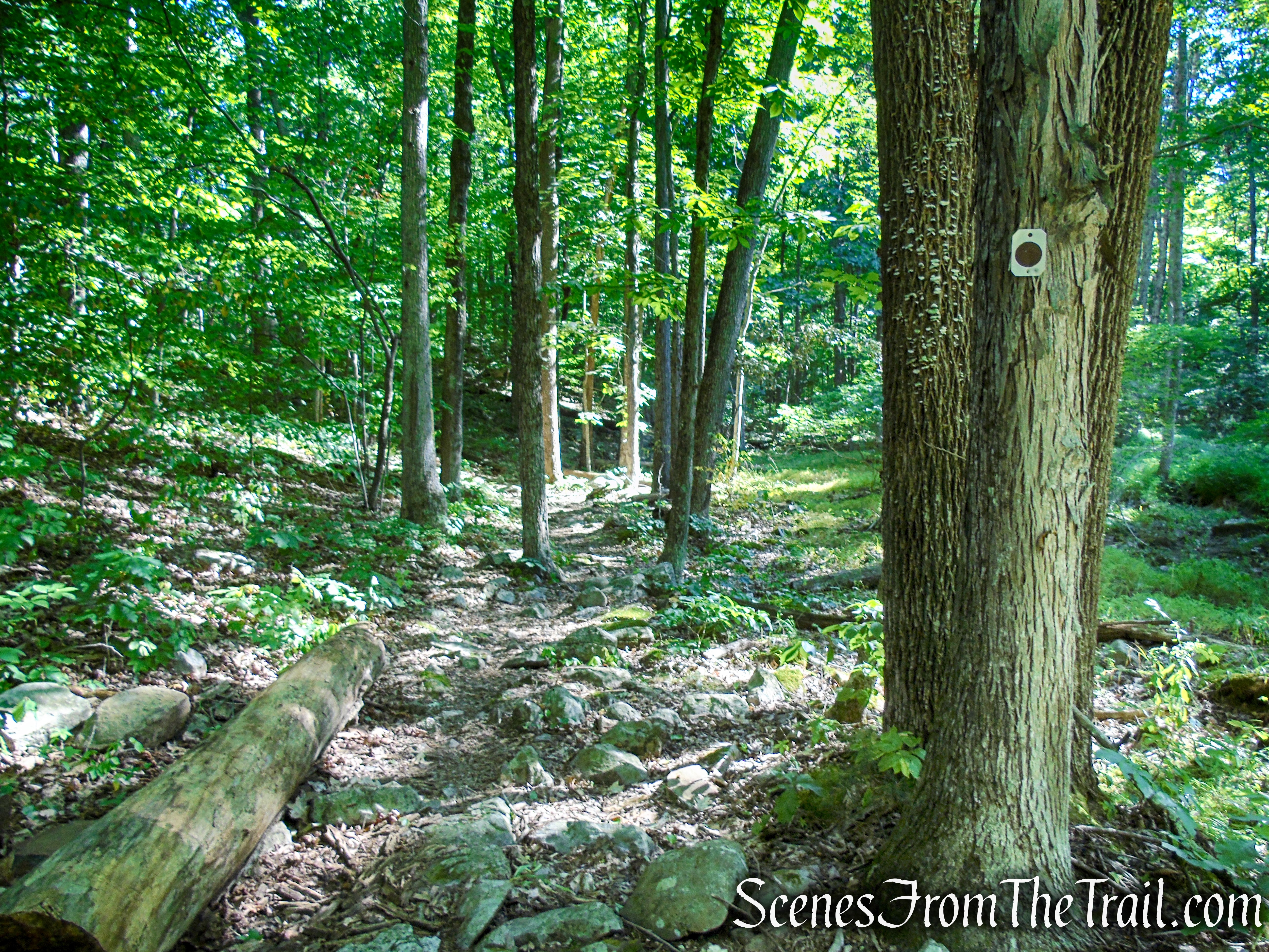 Stony Brook Trail - Stokes State Forest
