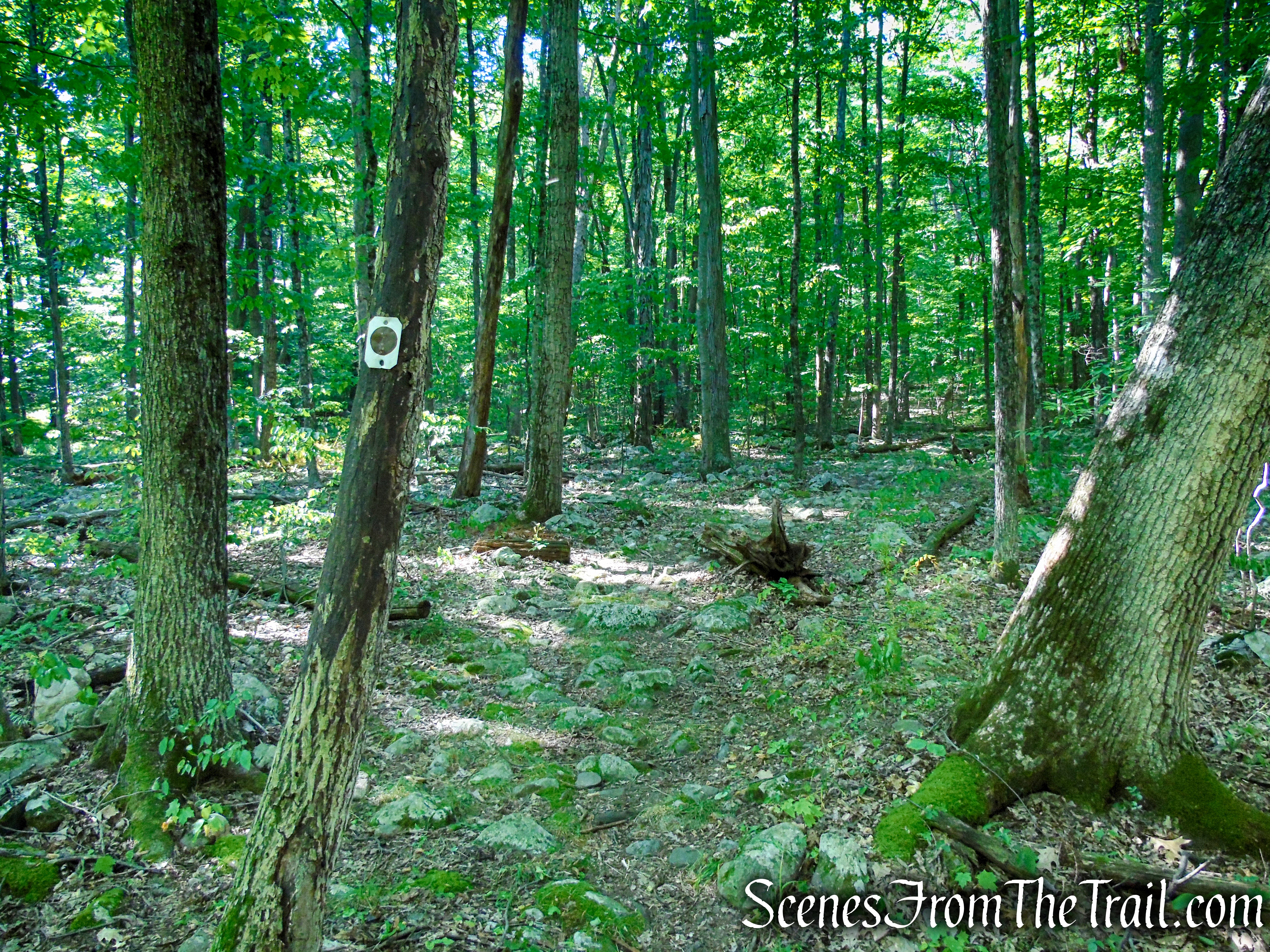 Stony Brook Trail - Stokes State Forest