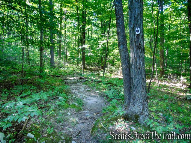 Stony Brook Trail - Stokes State Forest