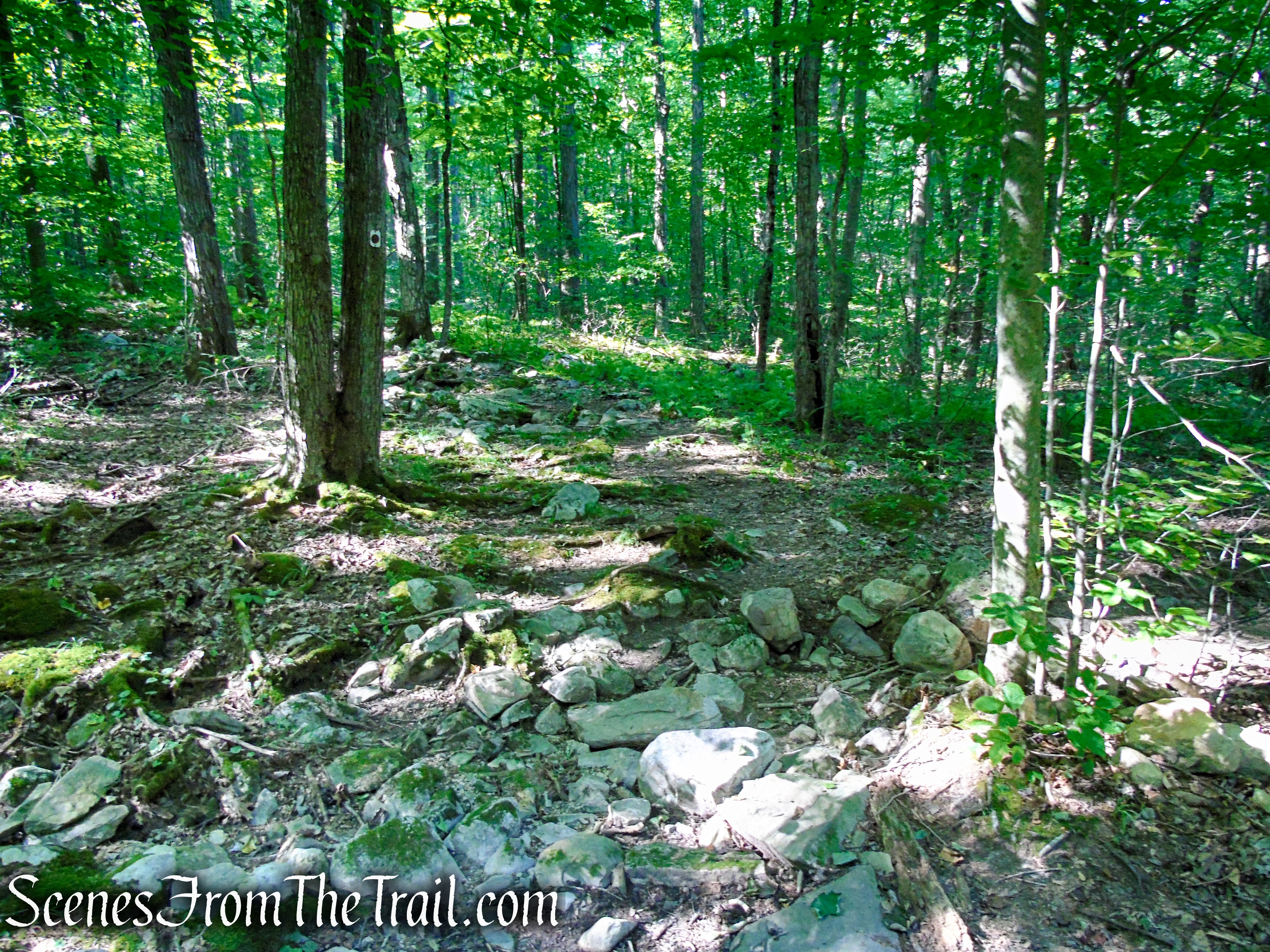 Stony Brook Trail - Stokes State Forest