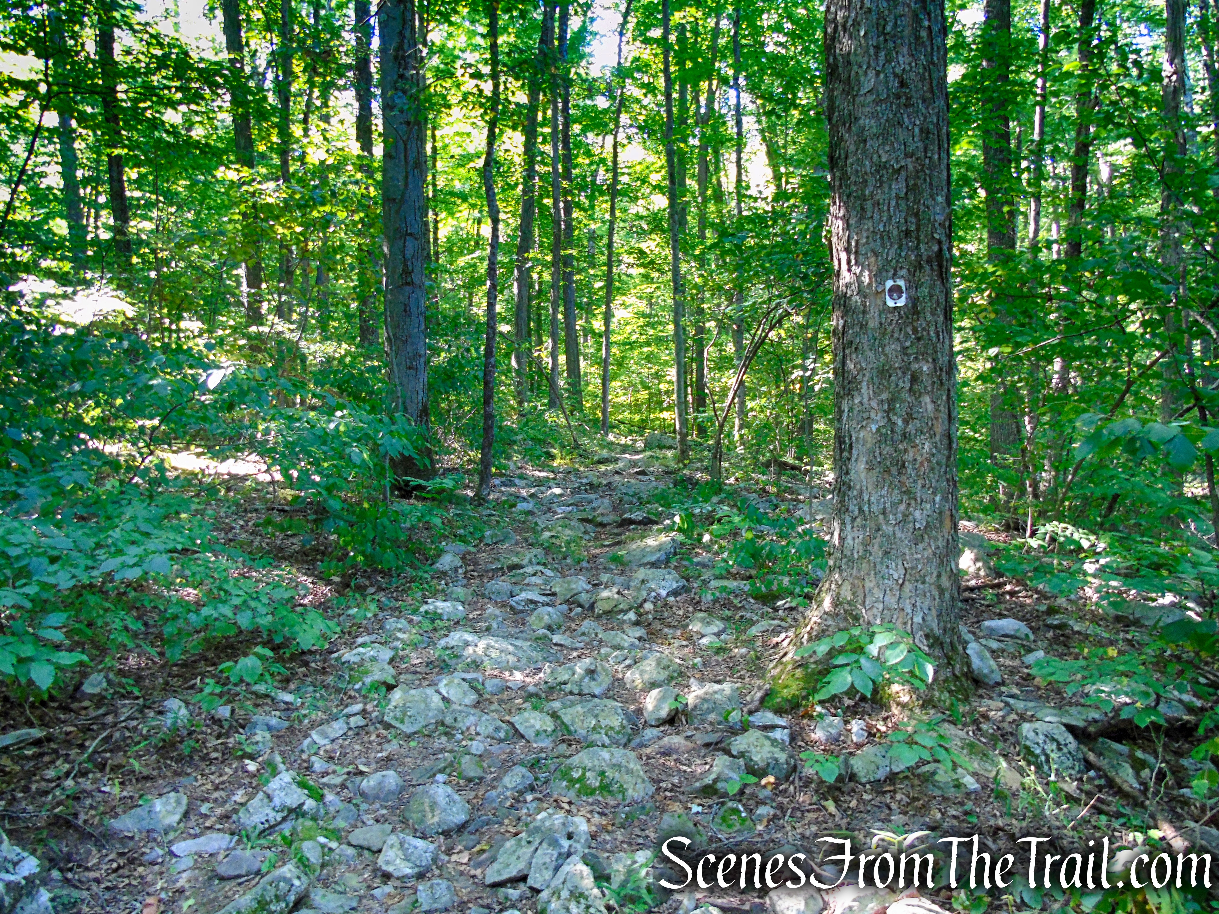 Stony Brook Trail - Stokes State Forest