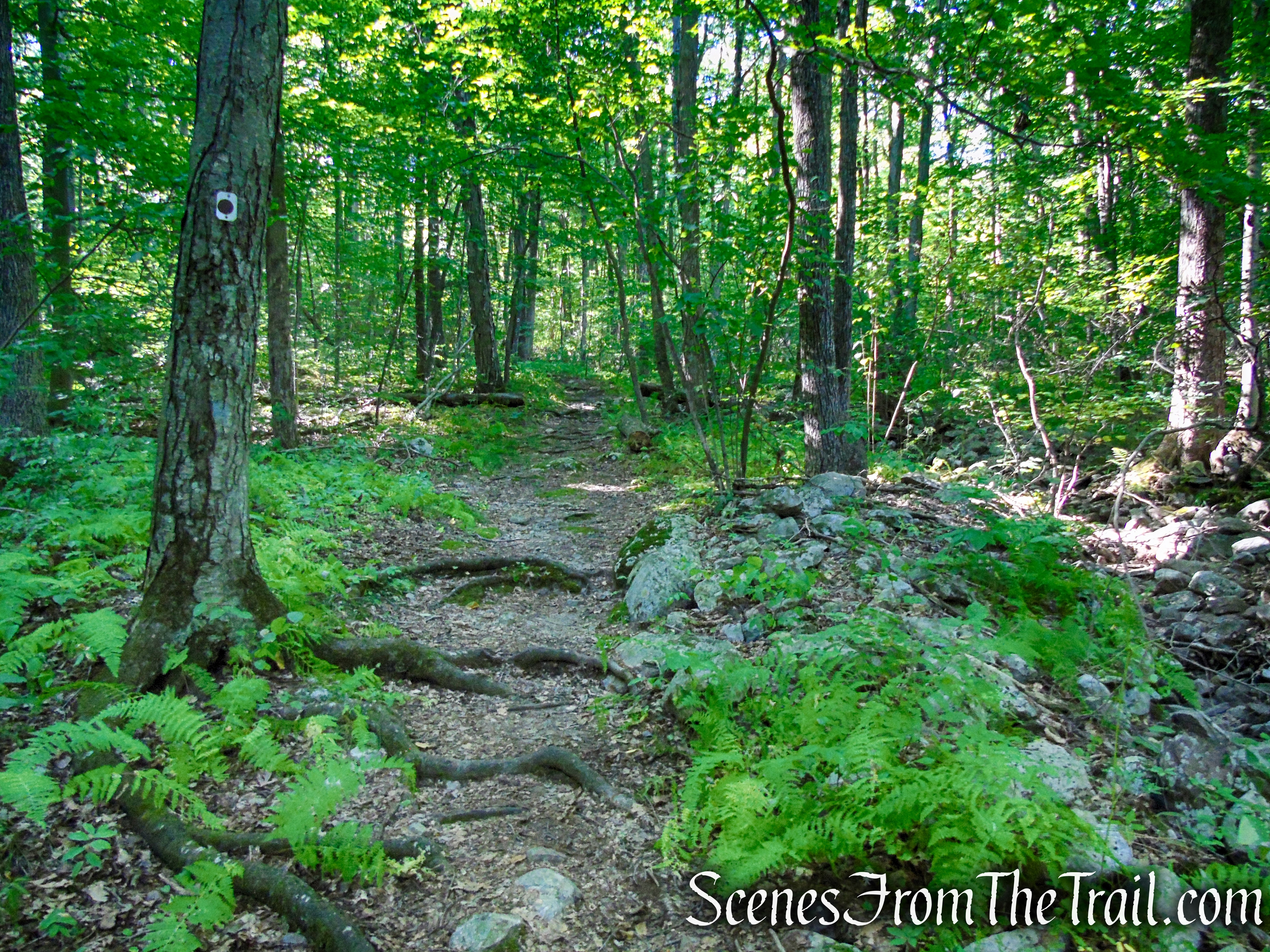 Stony Brook Trail - Stokes State Forest