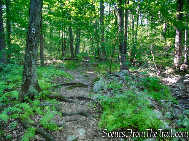 Stony Brook Trail - Stokes State Forest