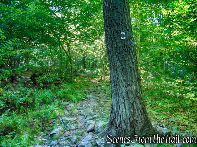 Stony Brook Trail - Stokes State Forest
