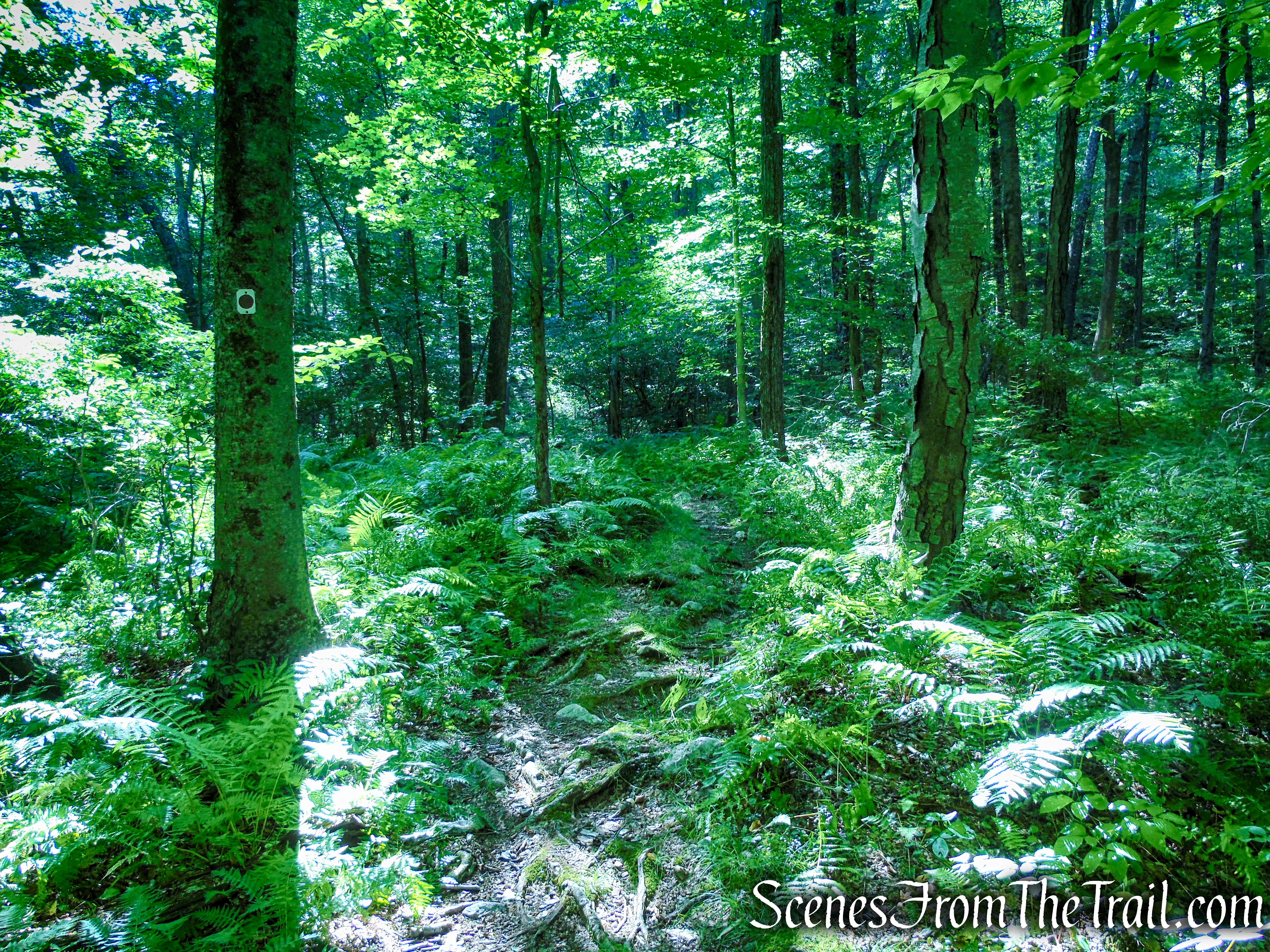 Stony Brook Trail - Stokes State Forest