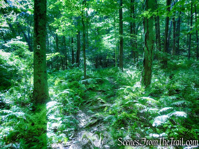 Stony Brook Trail - Stokes State Forest