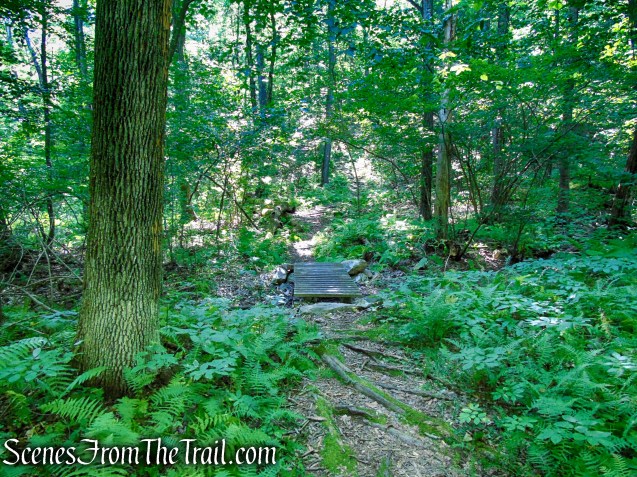 Stony Brook Trail - Stokes State Forest