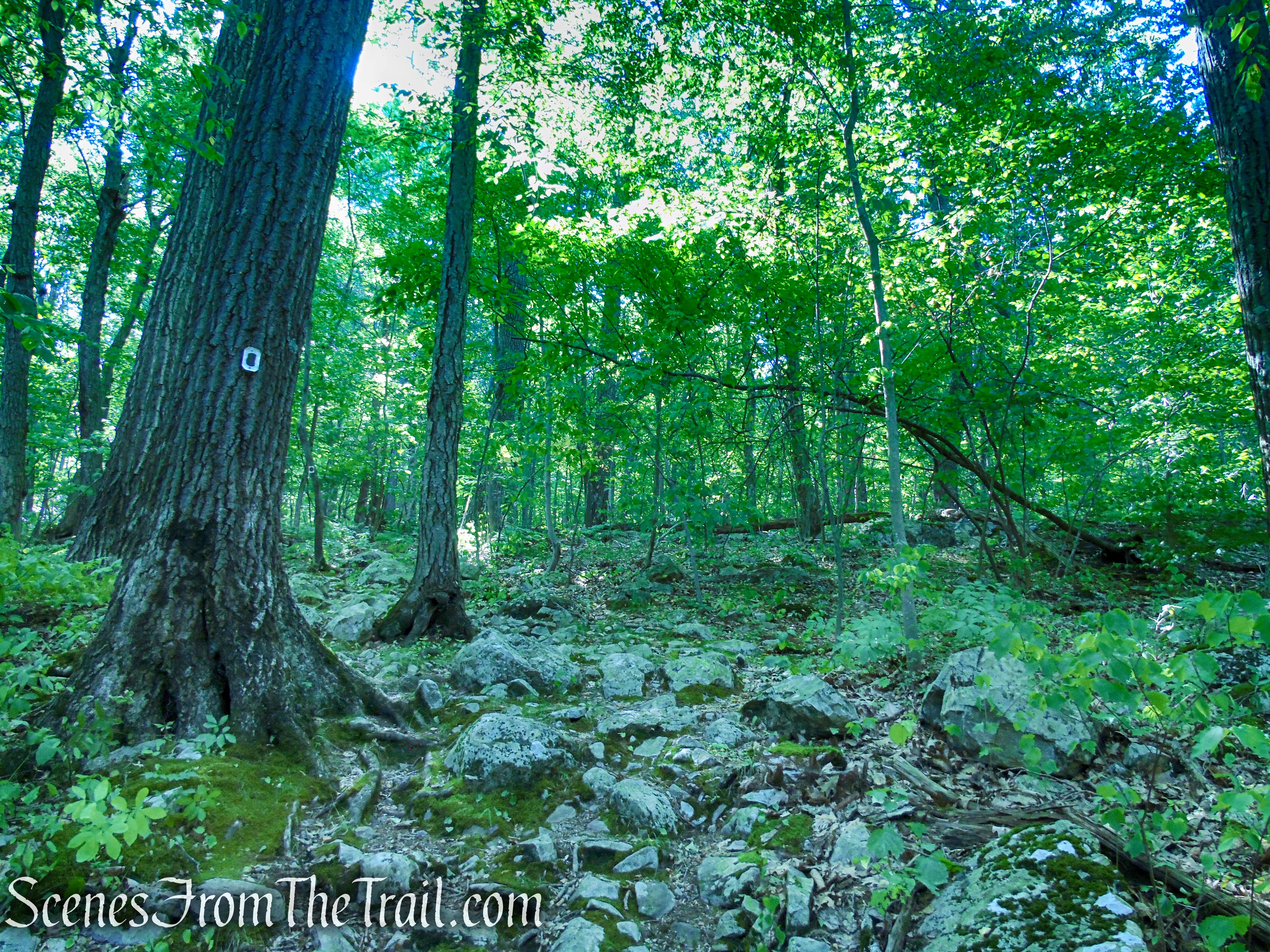 Stony Brook Trail - Stokes State Forest