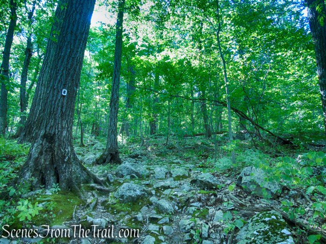 Stony Brook Trail - Stokes State Forest