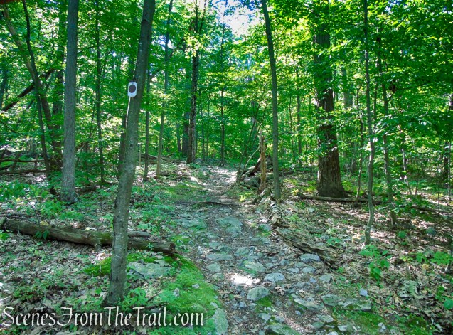 Stony Brook Trail - Stokes State Forest