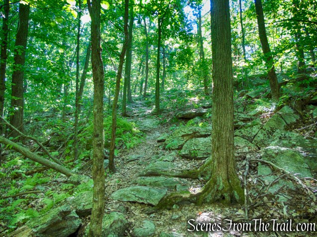 Stony Brook Trail - Stokes State Forest