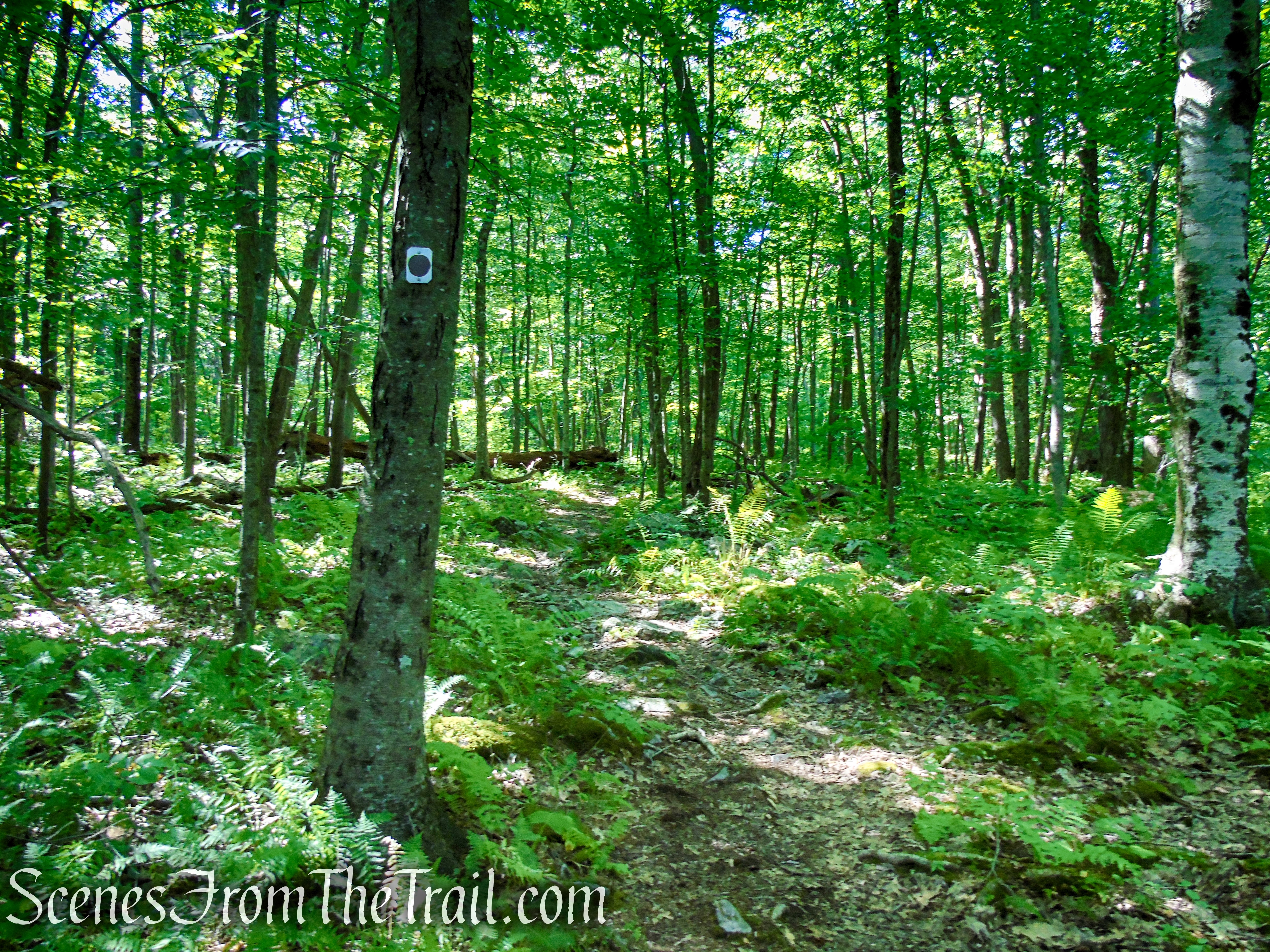 Stony Brook Trail - Stokes State Forest