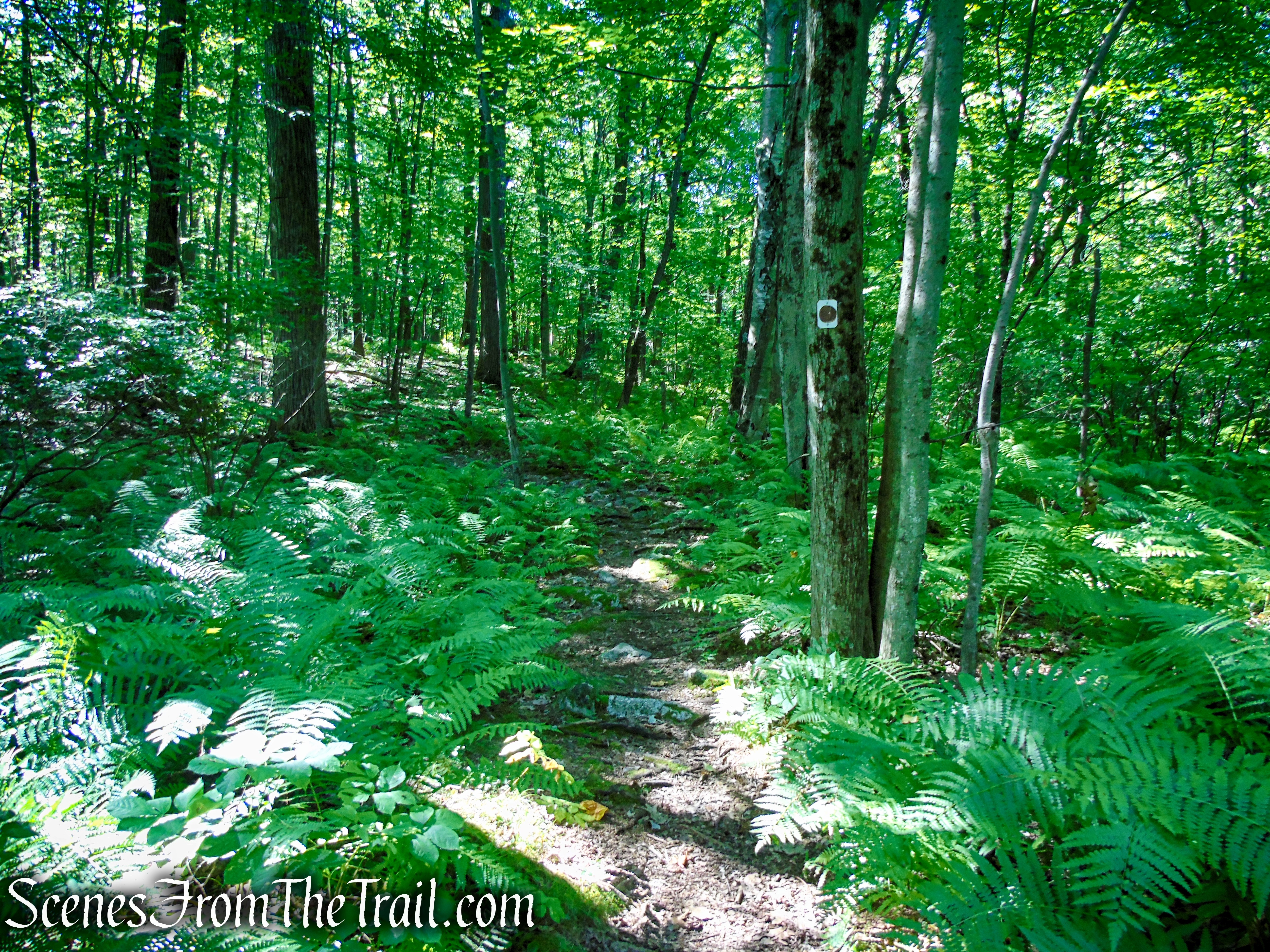 Stony Brook Trail - Stokes State Forest