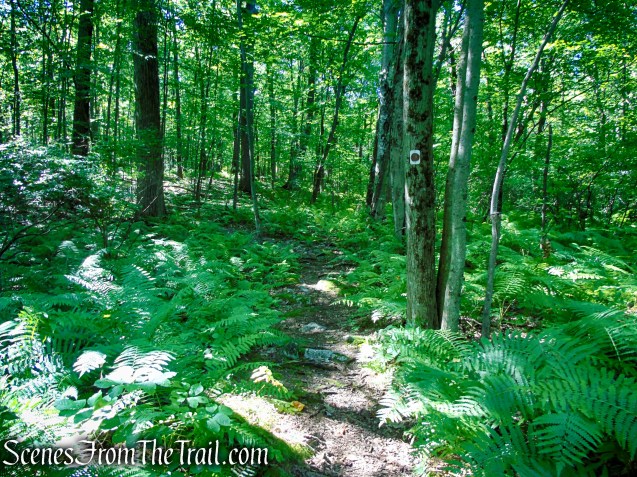 Stony Brook Trail - Stokes State Forest