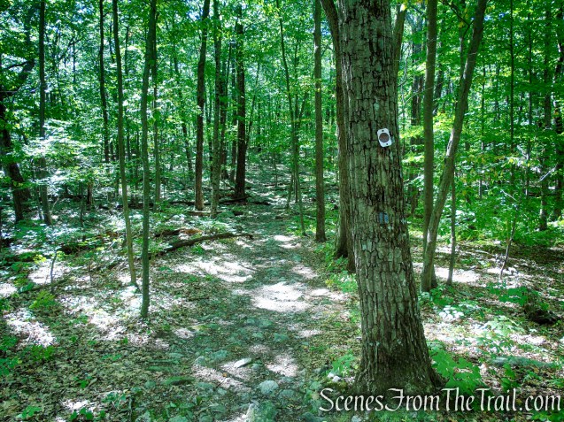 Stony Brook Trail - Stokes State Forest