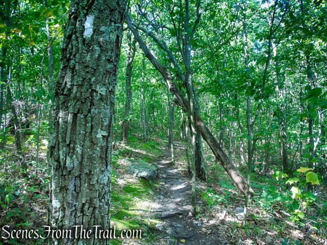 Appalachian Trail - Stokes State Forest