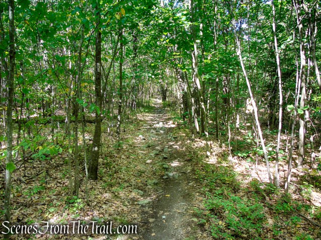Appalachian Trail - Stokes State Forest
