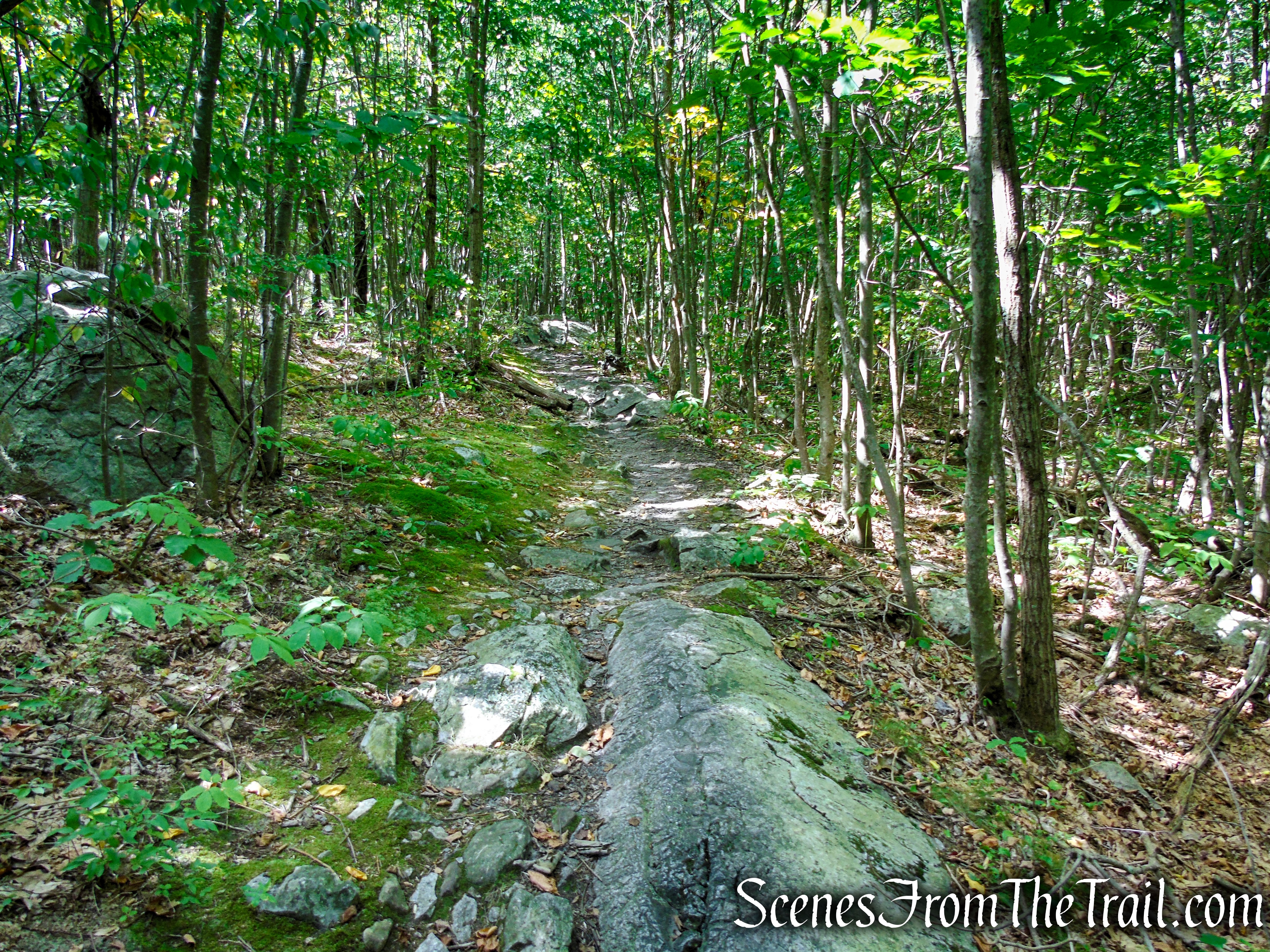 Appalachian Trail - Stokes State Forest