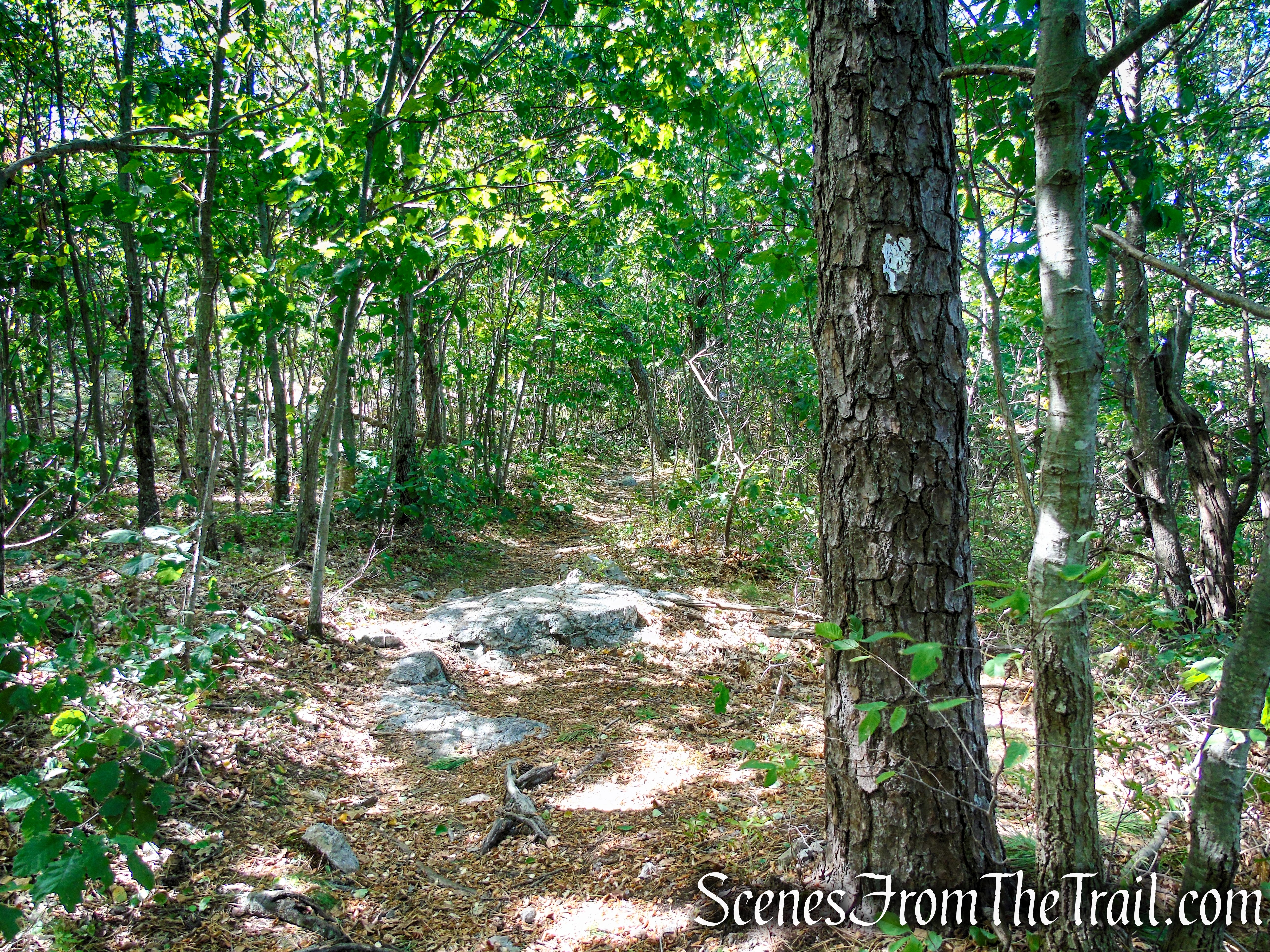 Appalachian Trail - Stokes State Forest