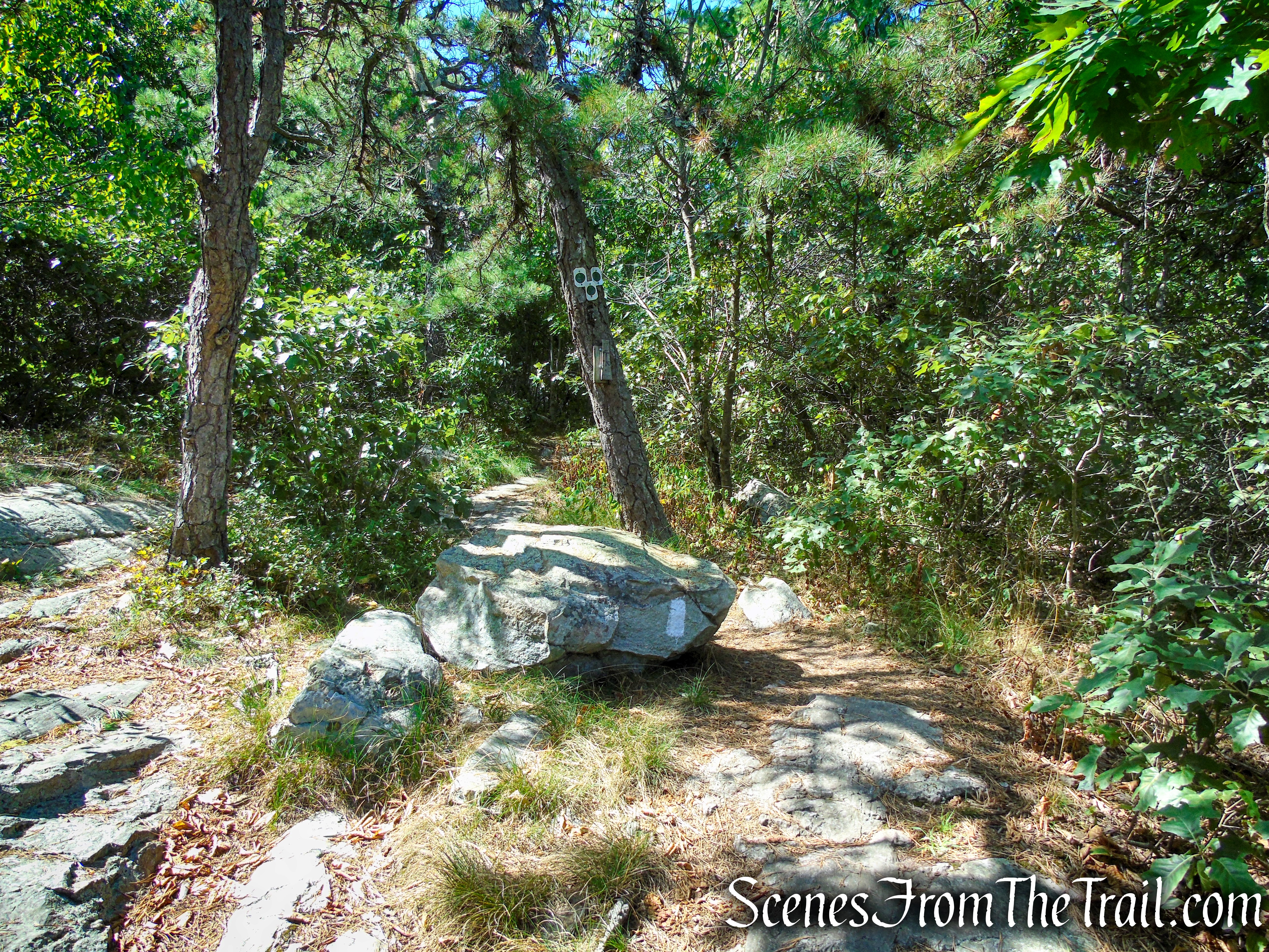 Continue past the junction with the Tower Trail