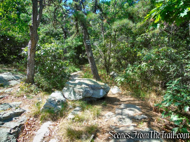 Continue past the junction with the Tower Trail
