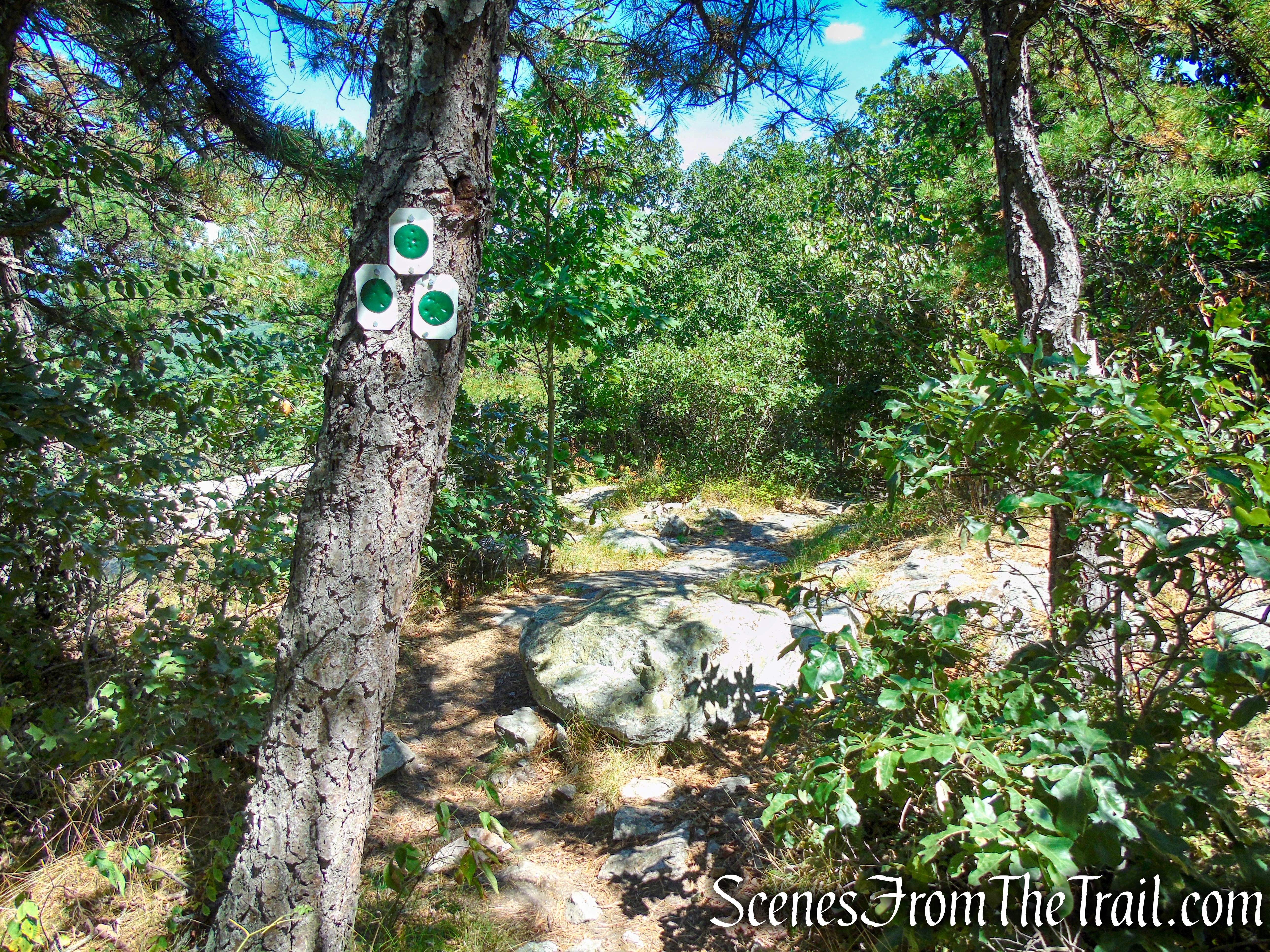 Turn left on the green-blazed Tower Trail