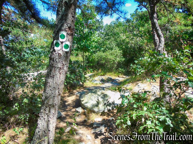 Turn left on the green-blazed Tower Trail
