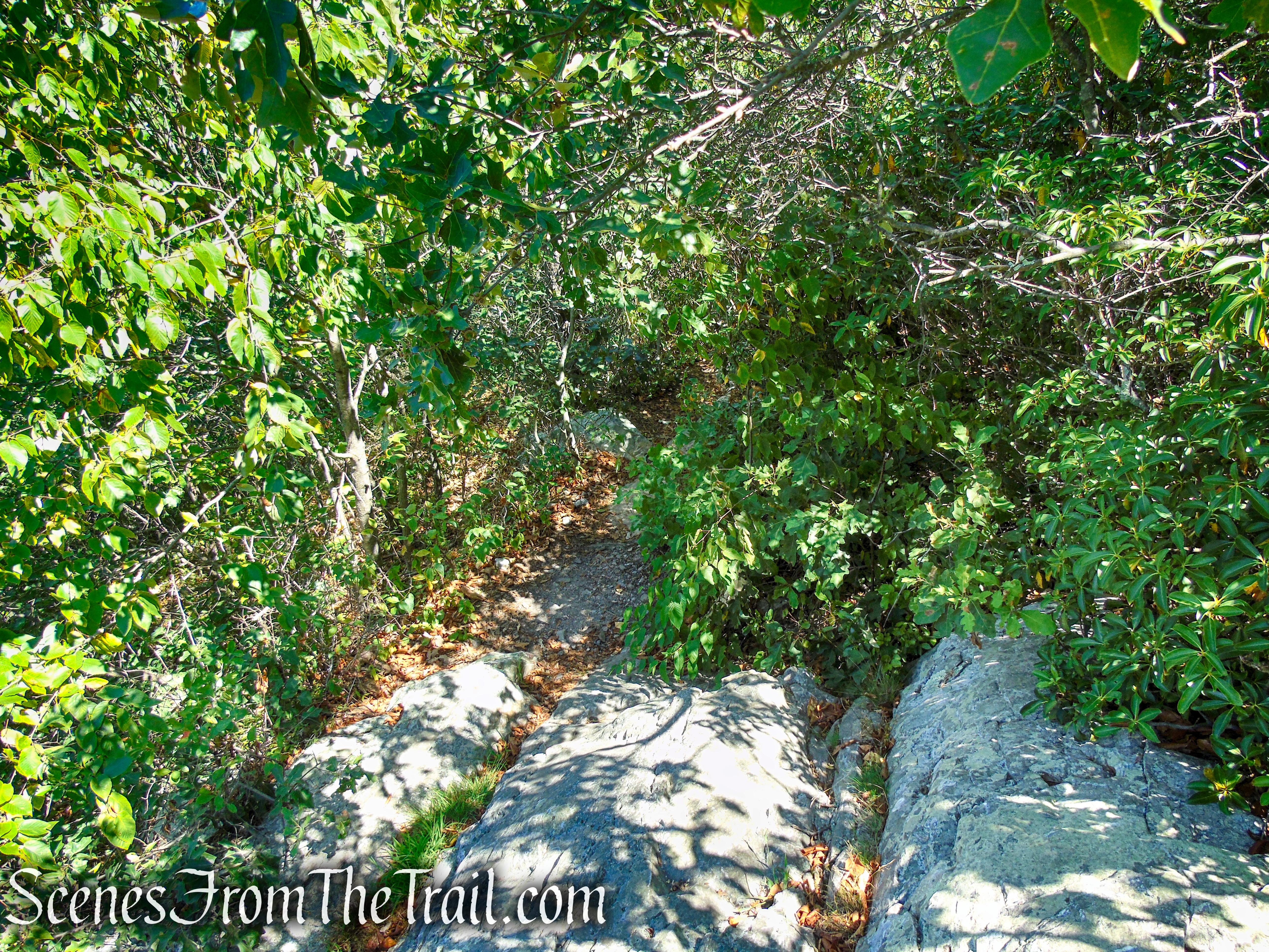 Tower Trail - Stokes State Forest