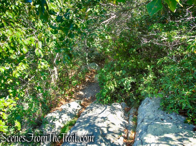 Tower Trail - Stokes State Forest
