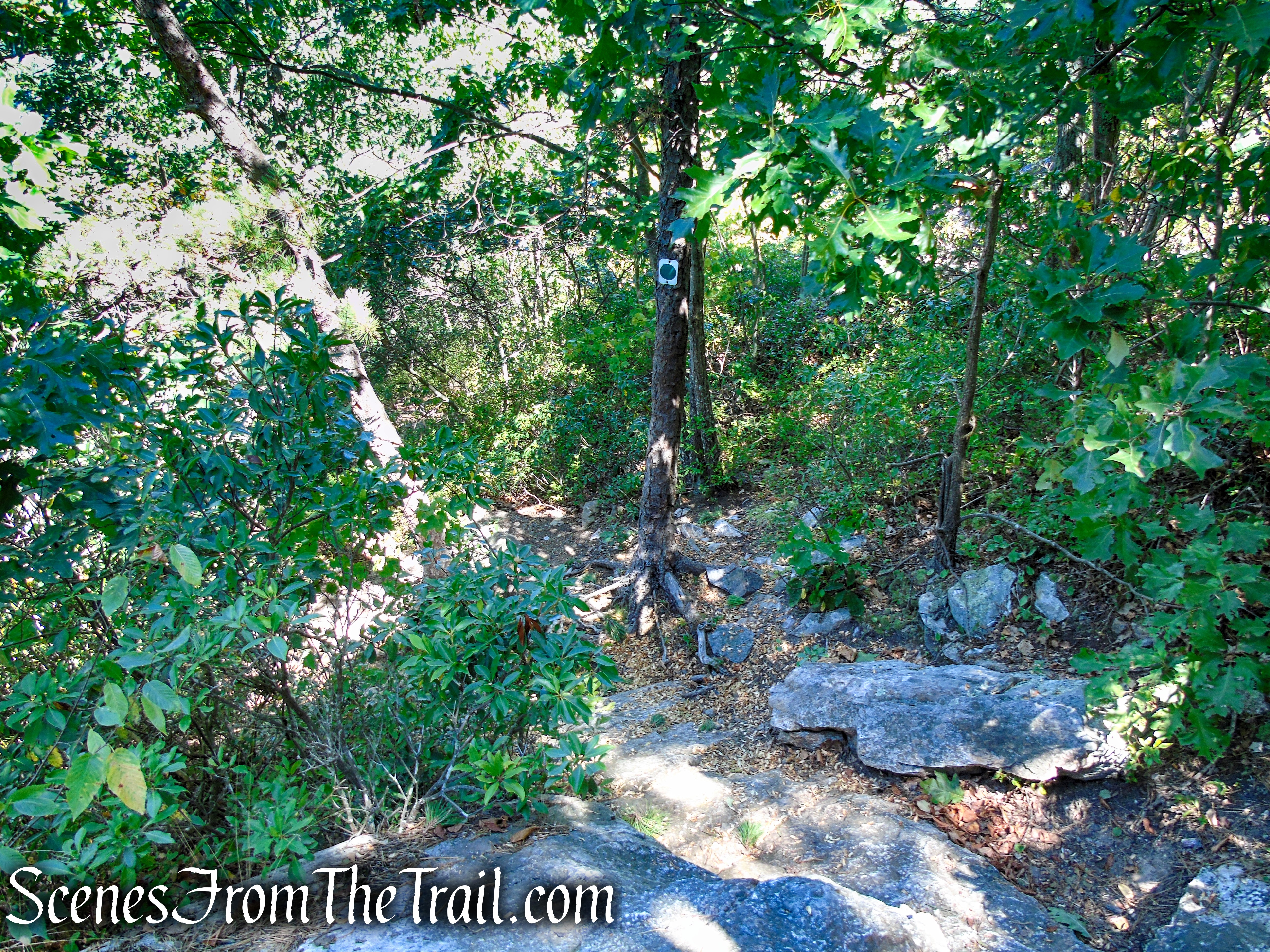Tower Trail - Stokes State Forest