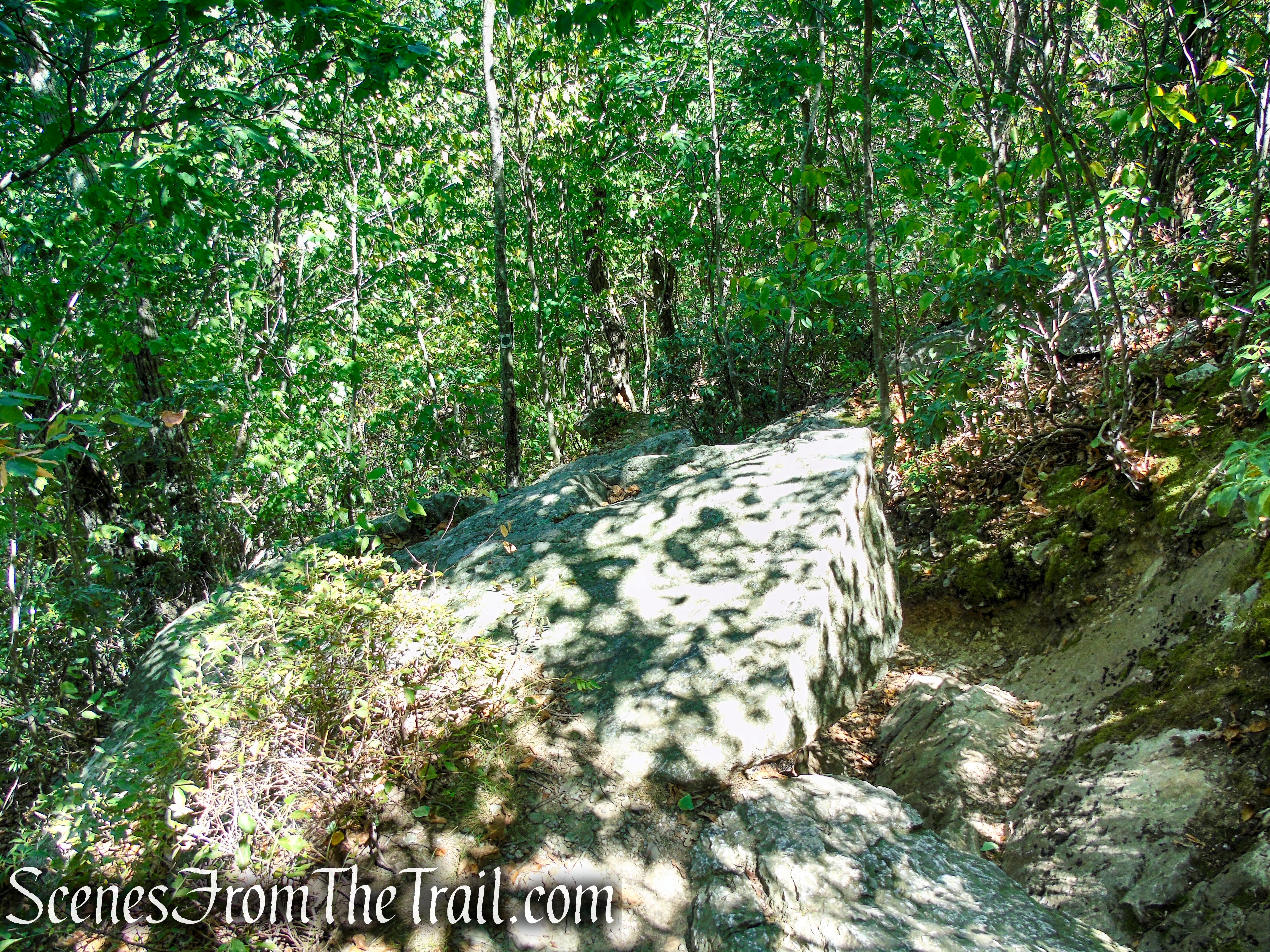 Tower Trail - Stokes State Forest