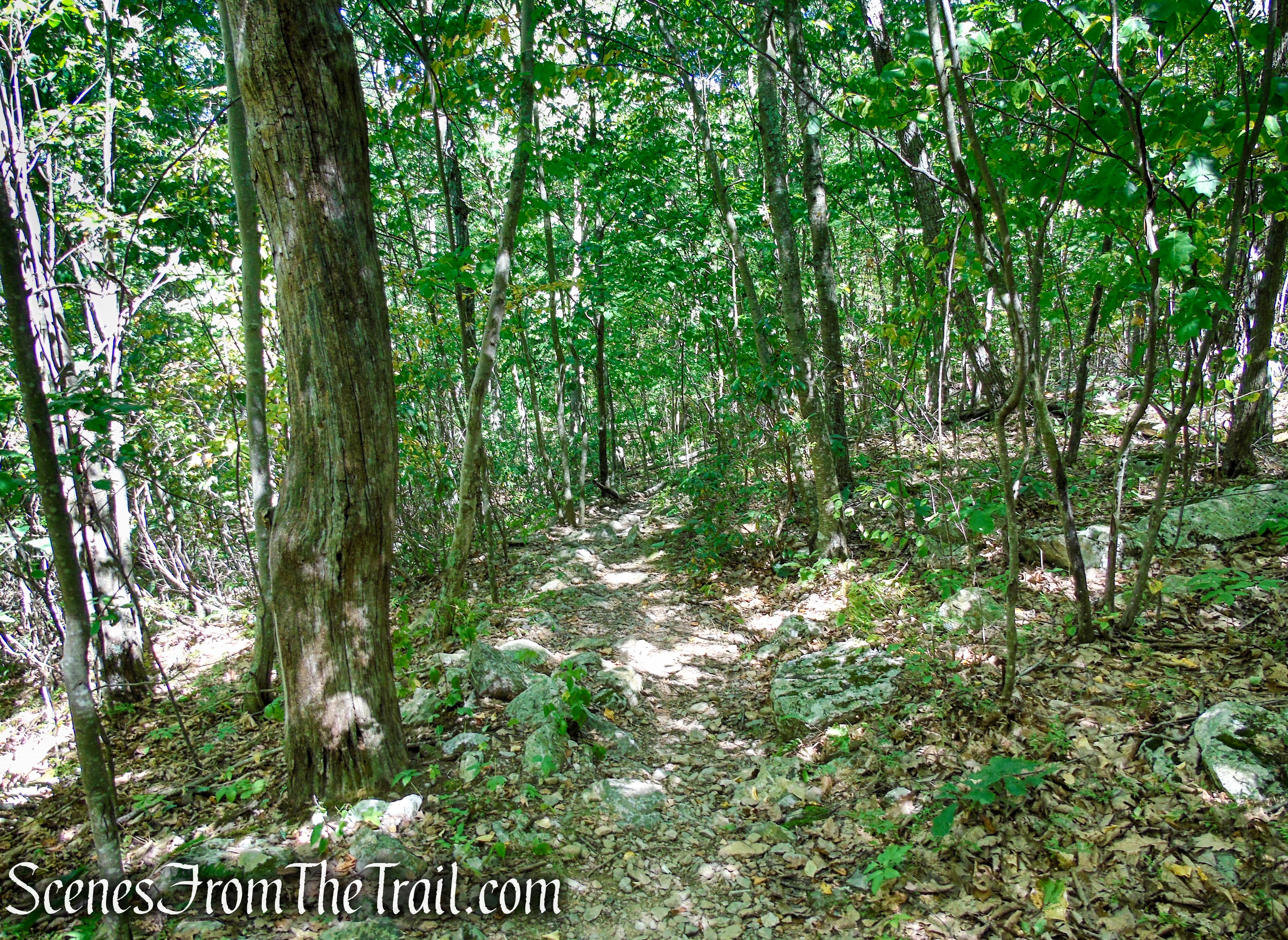 Tower Trail - Stokes State Forest