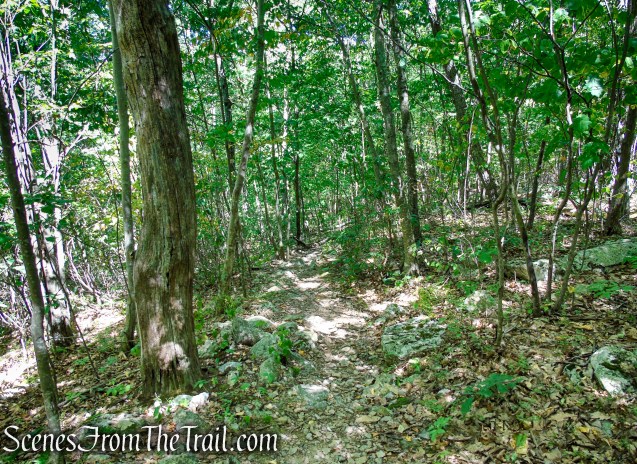 Tower Trail - Stokes State Forest